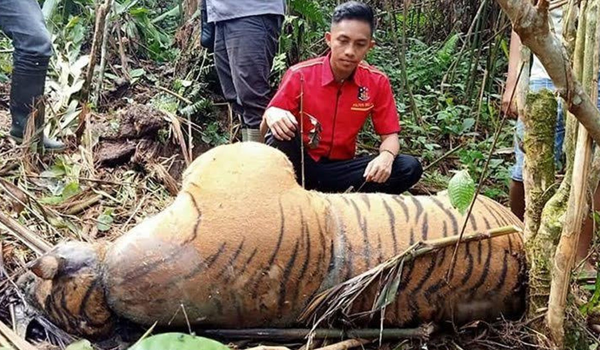Ilustrasi - Bangkai seekor harimau Sumatera (Phantera tigris Sumatrae) yang ditemukan di hutan Seluma, Provinsi Bengkulu.