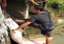 Warga Sedang Mengangkat Ikan Raksasa Yang Ditemukan Di Selokan Saat Banjir, Di Lhokseumawe
