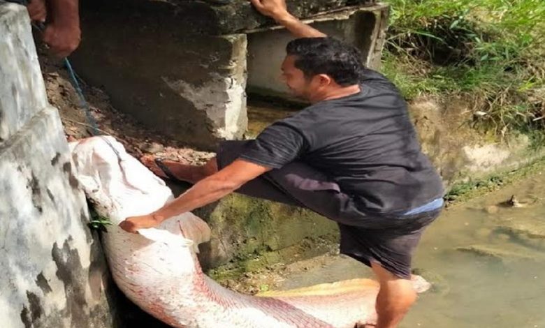 Warga sedang mengangkat ikan raksasa yang ditemukan di selokan saat banjir, di Lhokseumawe