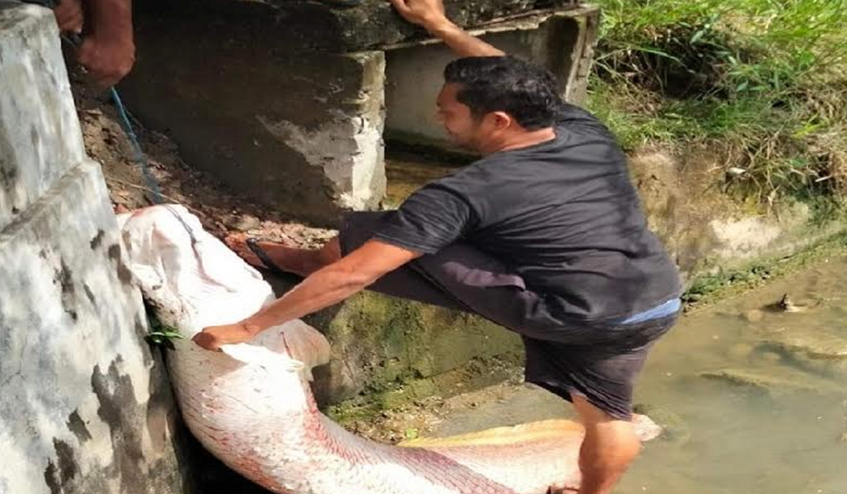 Warga sedang mengangkat ikan raksasa yang ditemukan di selokan saat banjir, di Lhokseumawe