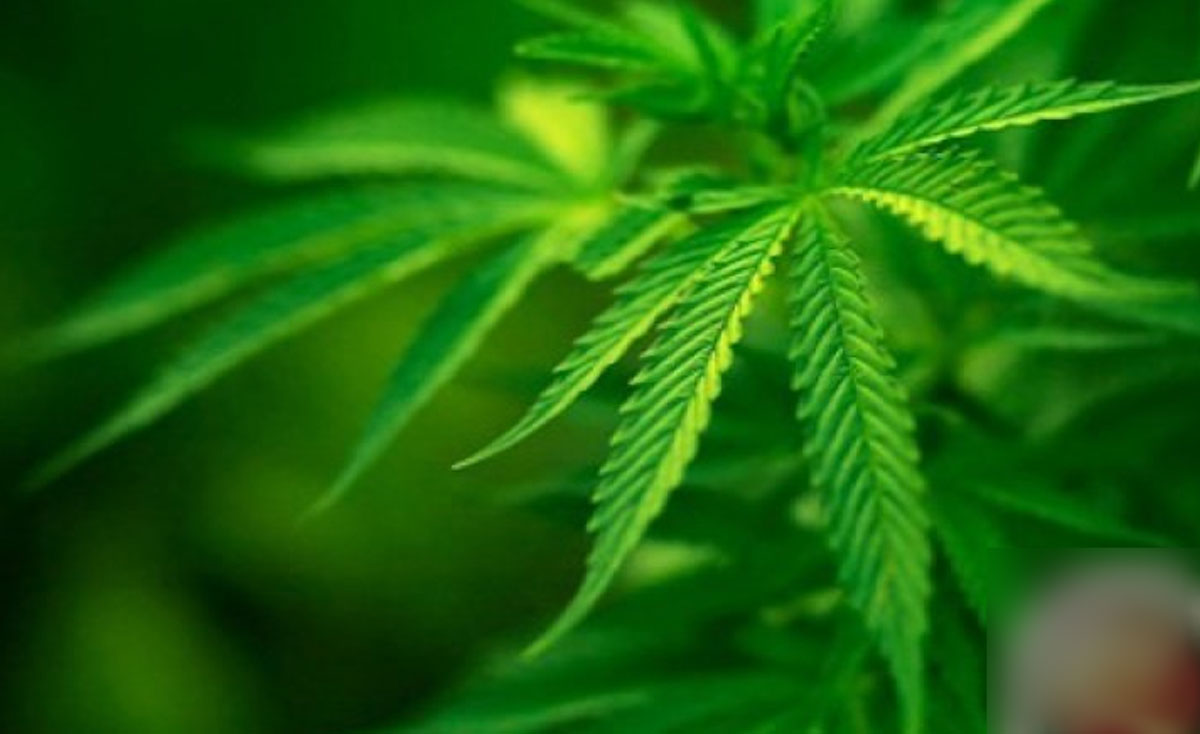 ganja
