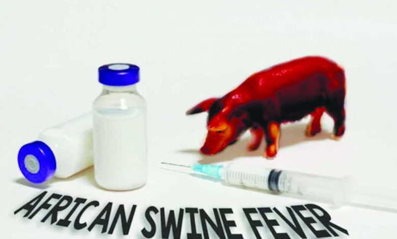 ilustrasi flu babi