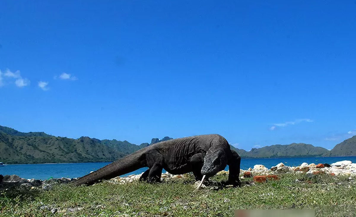 pulau komodo