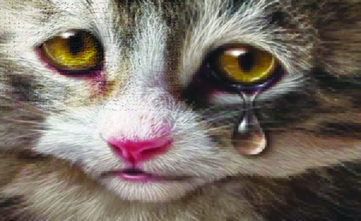 kucing