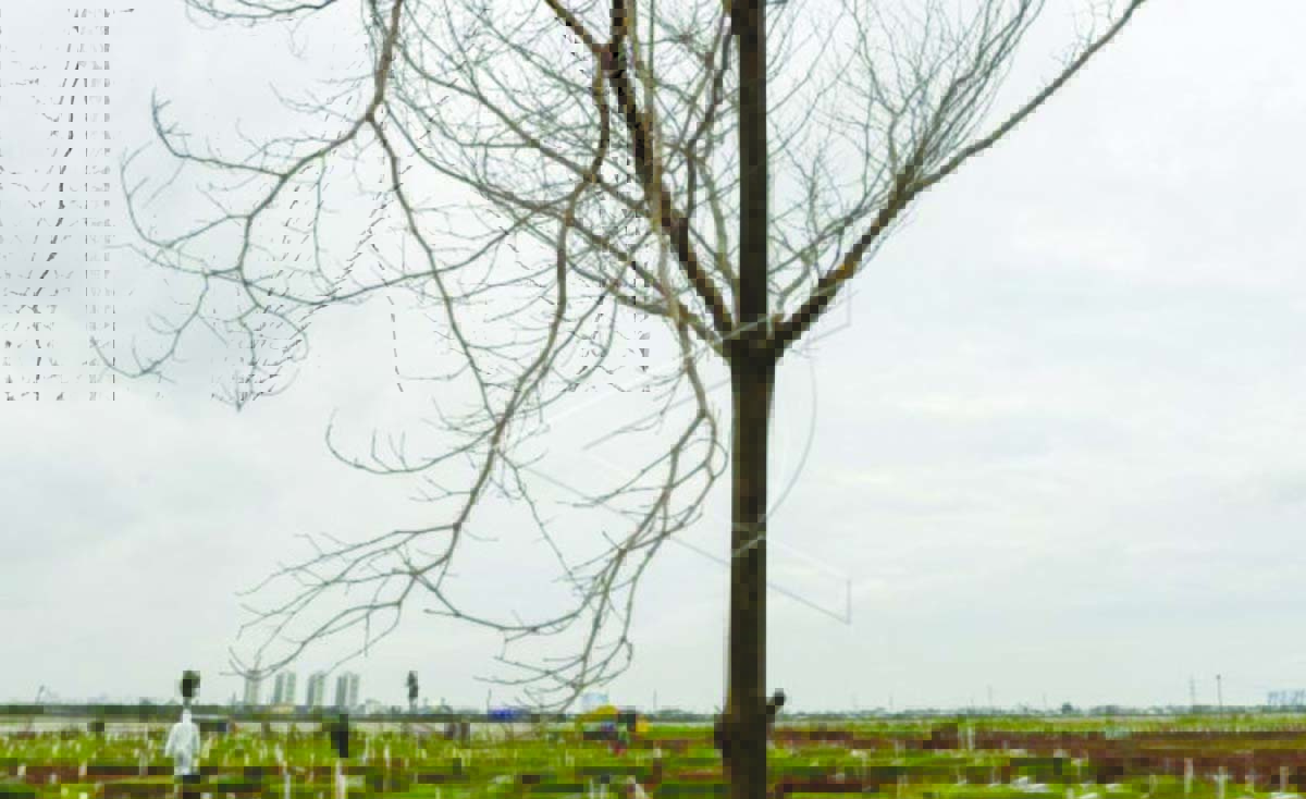 pohon