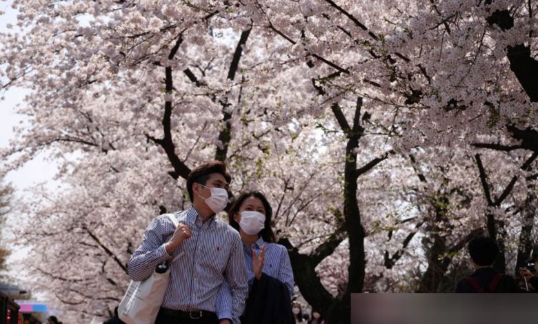 Pohon Sakura