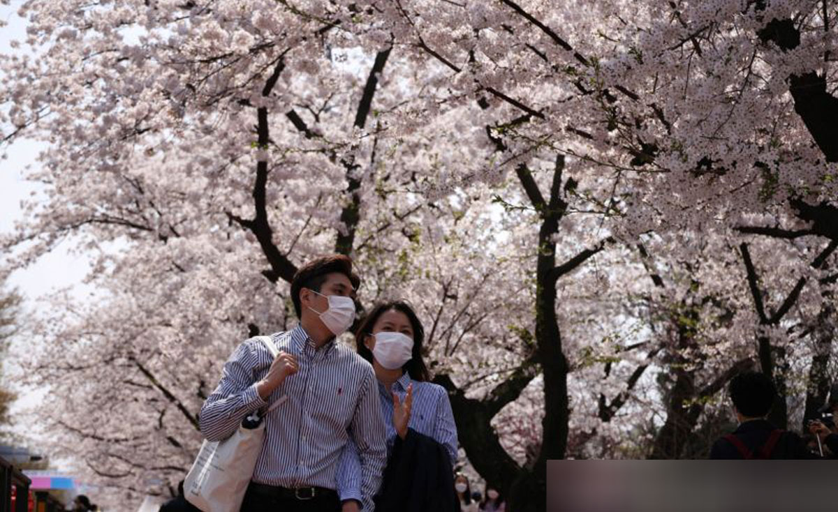 Pohon Sakura