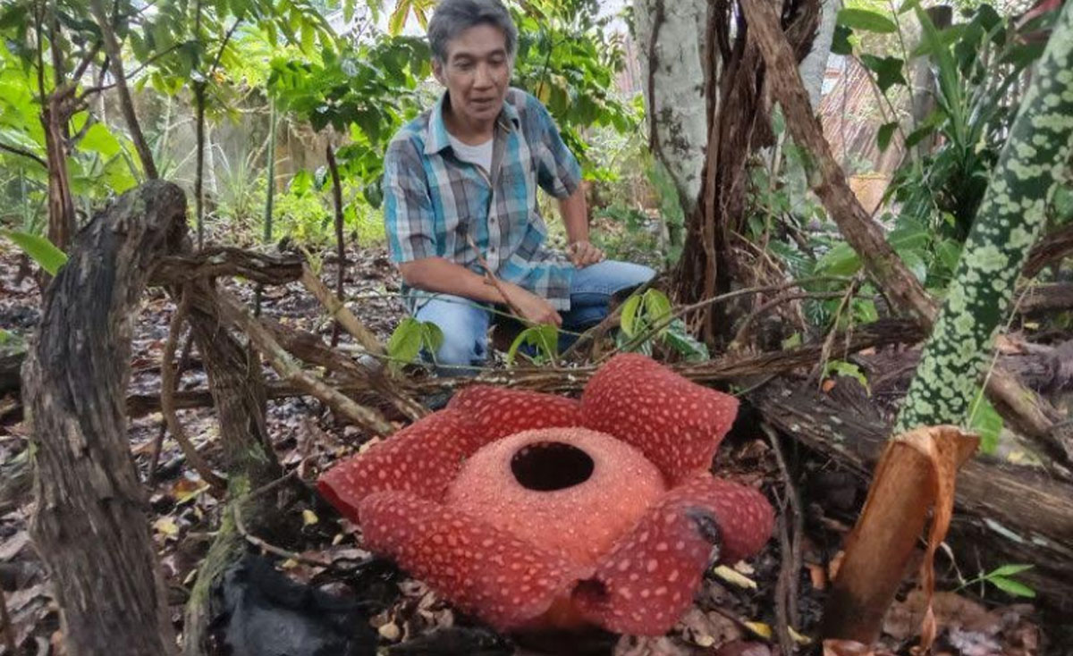 Raflesia Arnoldi
