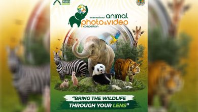 Taman Safari Indonesia Kembali Gelar Lomba Foto Satwa Bergengsi