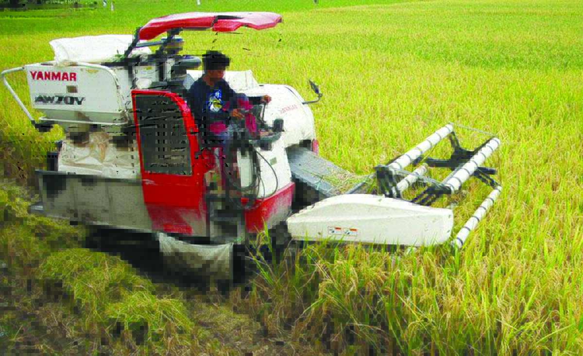 petani