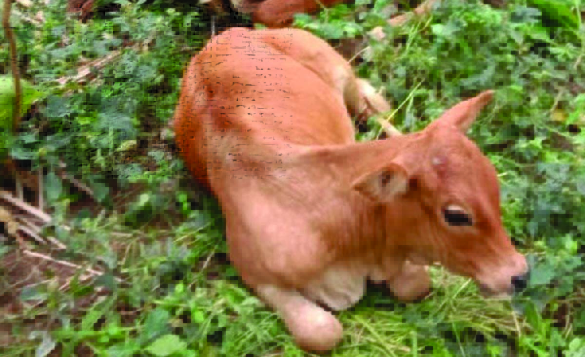 sapi