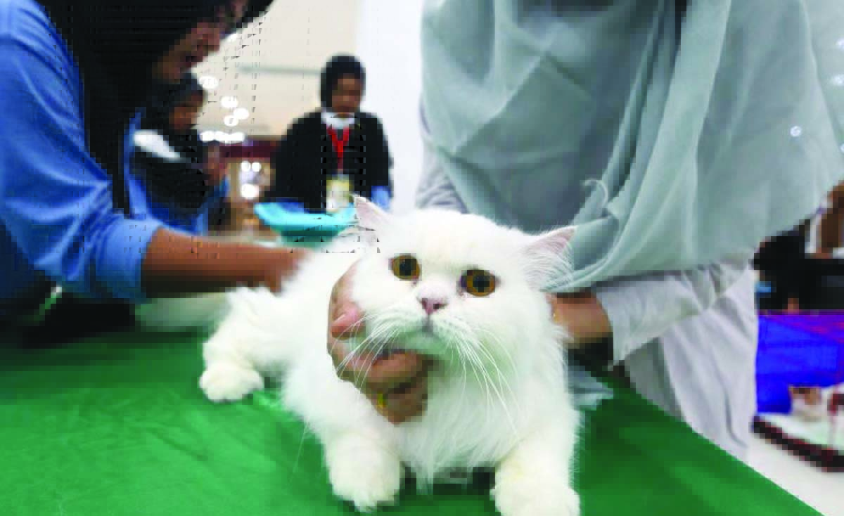 kucing