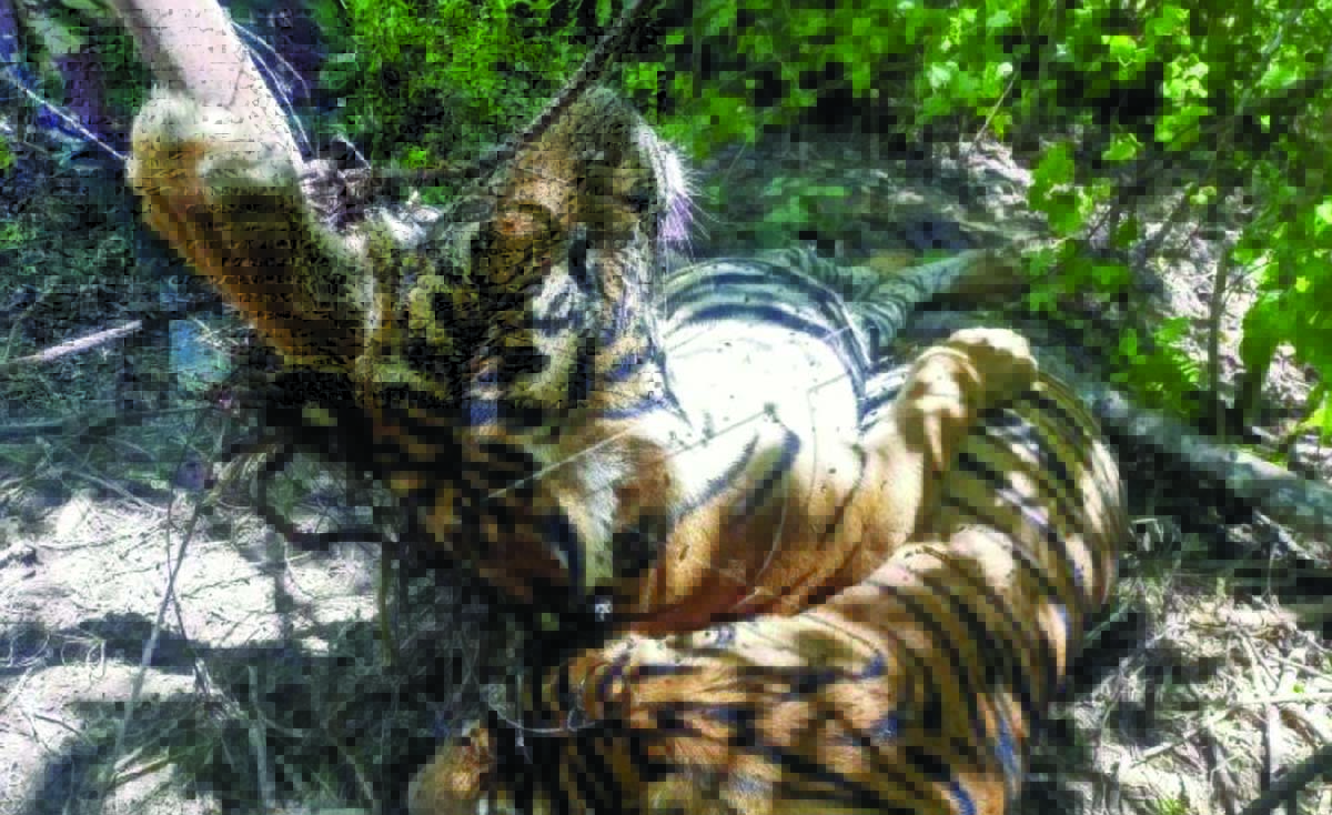 harimau