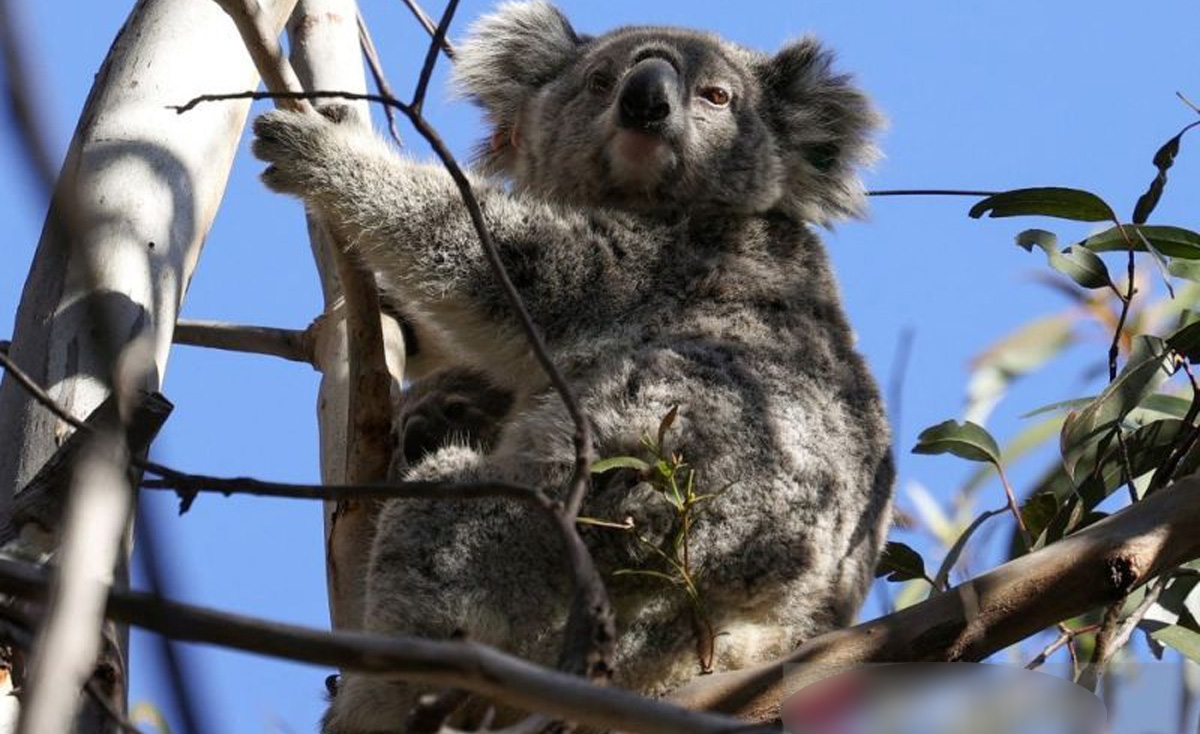 koala