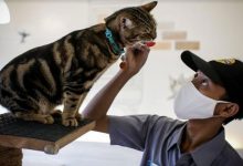 Perawatan-Kucing