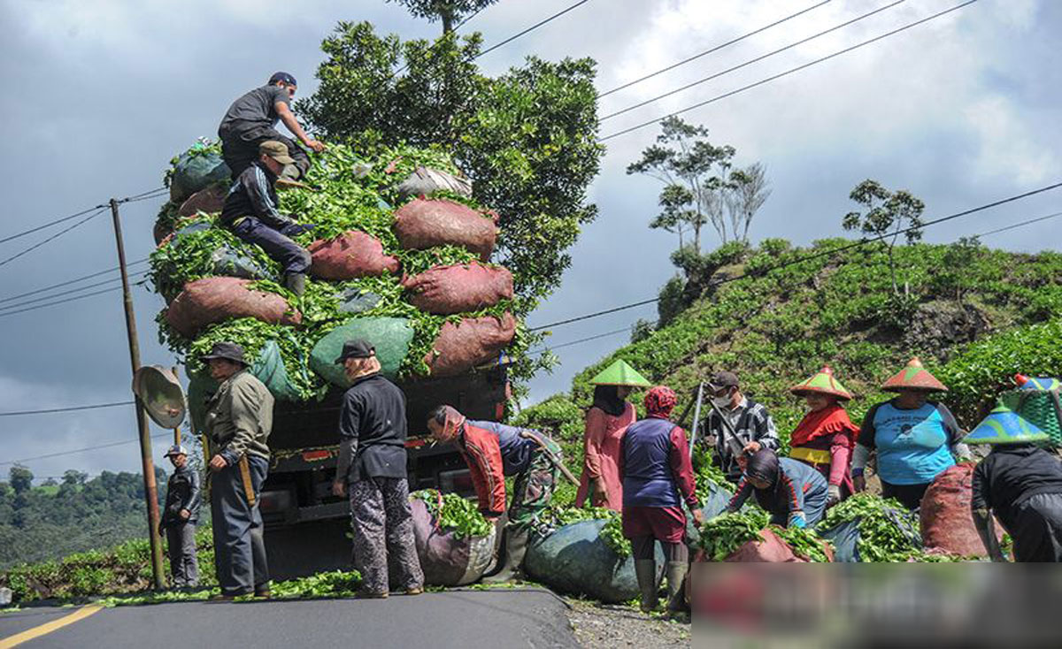 Petani-Teh