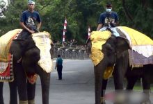 Gajah Sumatera Sampai Trenggiling Ikut Upacara Hut Ke-77 Ri Di Bali
