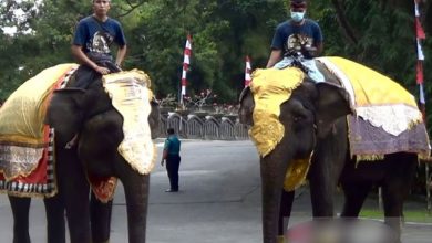 Gajah Sumatera Sampai Trenggiling Ikut Upacara Hut Ke-77 Ri Di Bali