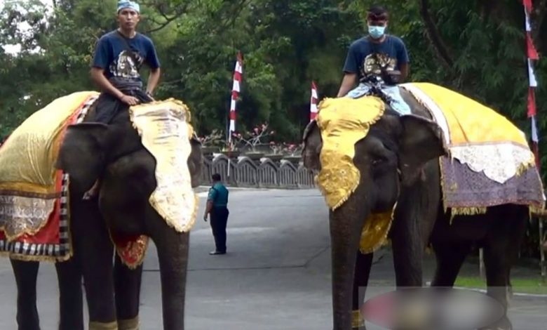 Gajah Sumatera sampai Trenggiling Ikut Upacara HUT Ke-77 RI di Bali