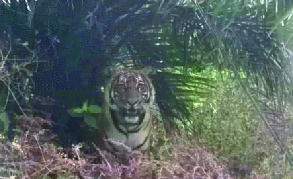 harimau