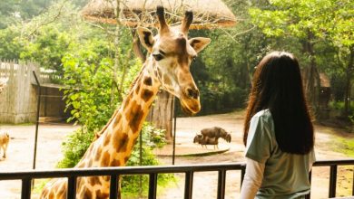 Kebun Binatang Bandung Gratiskan Tiket Masuk Saat Hut Ke-77 Ri