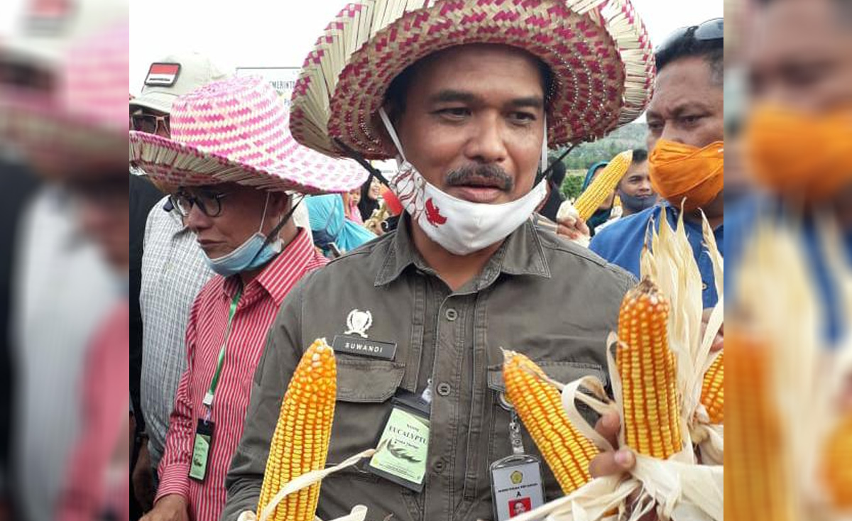 Kementan Genjot Produksi Jagung Untuk Bahan Pangan - Laman 2 Dari 2 ...