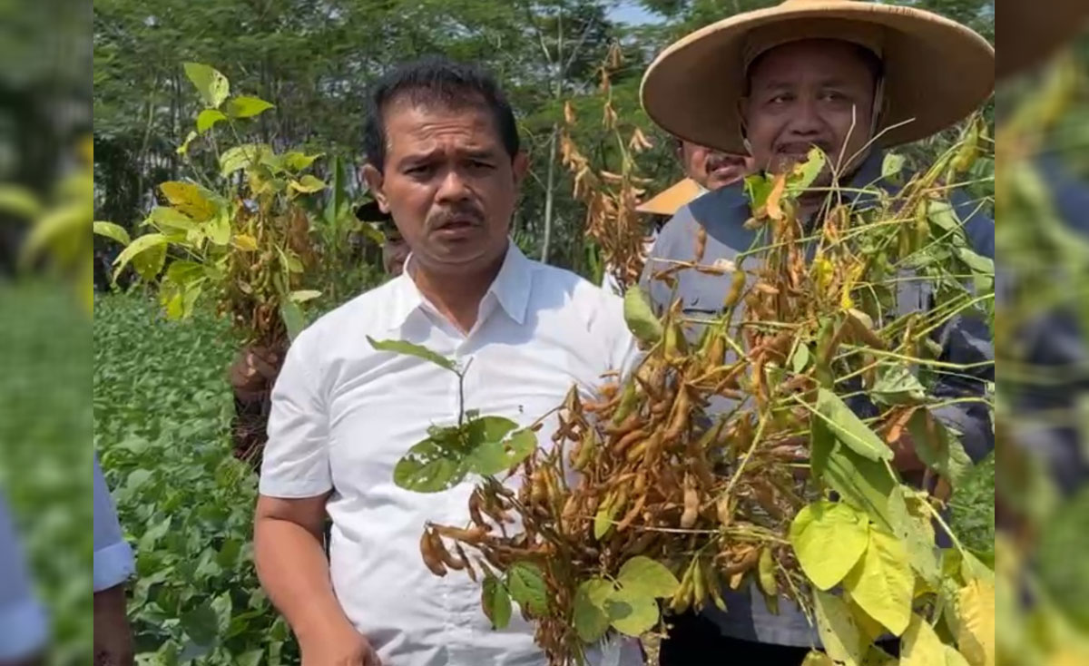 petani-kedelai