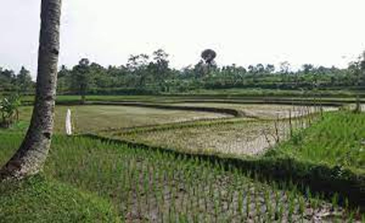 Sawah-2
