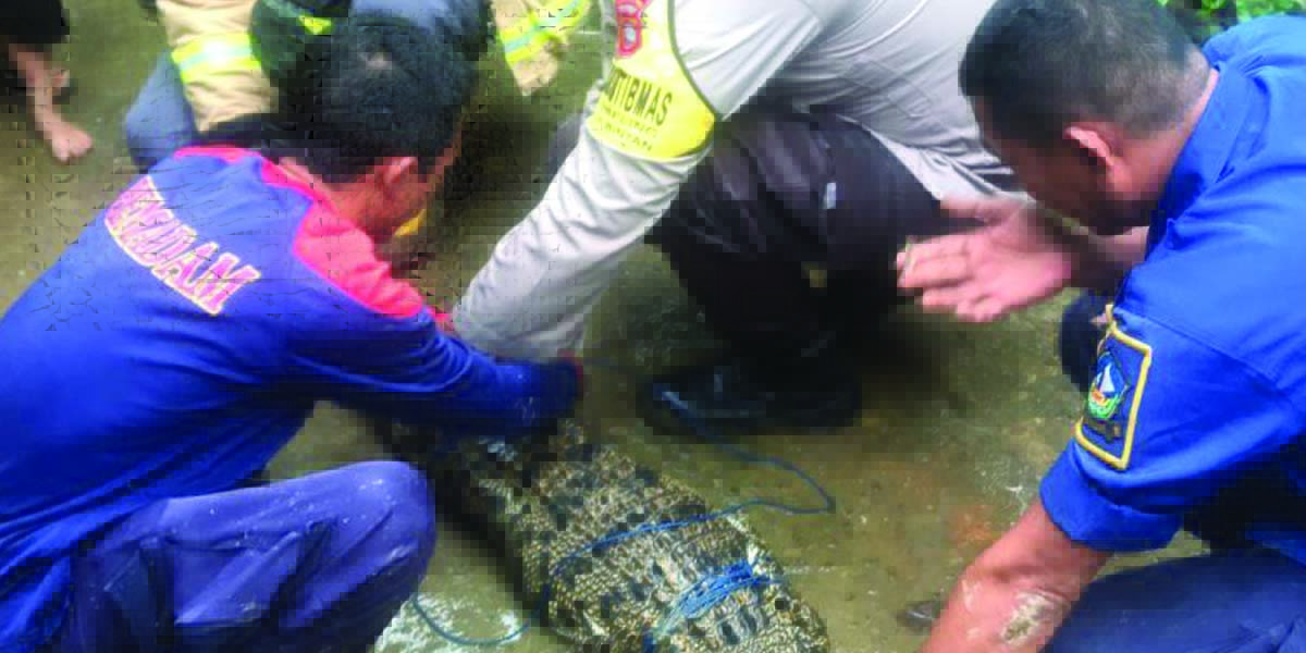 buaya