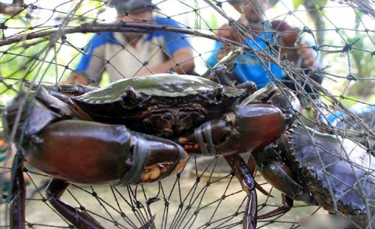 Kepiting