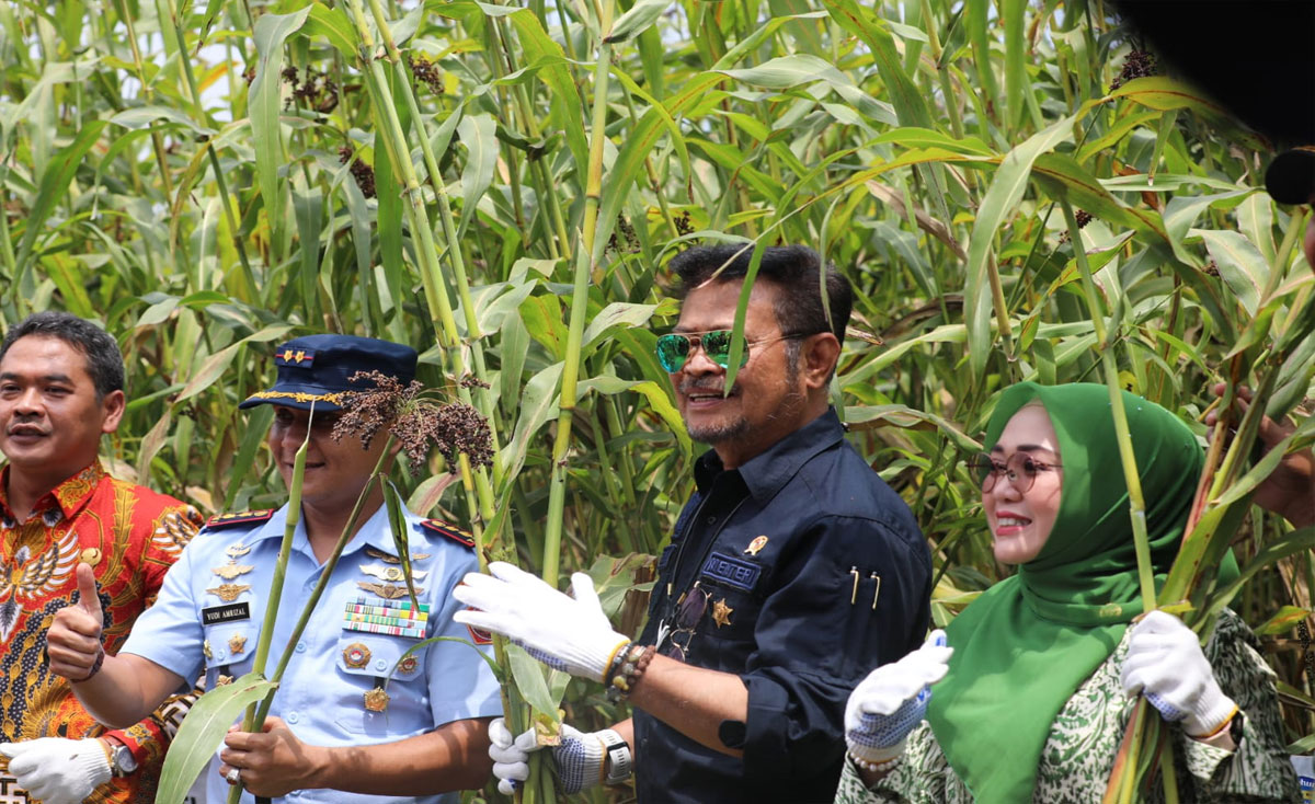 panen-Sorgum-di-Jombang