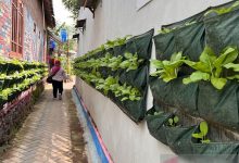 Yogyakarta Optimalkan Kampung Sayur Dukung Ketahanan Pangan