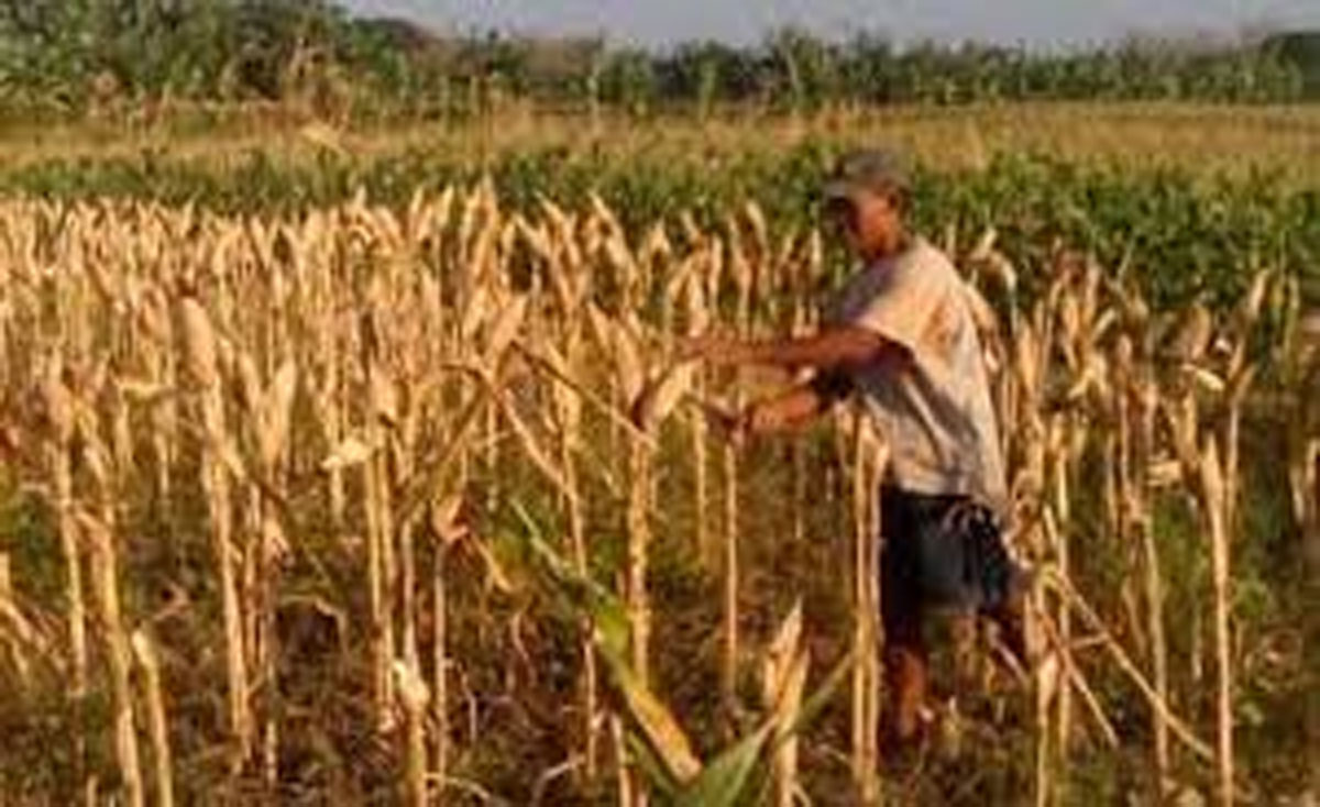Petani-Jagung