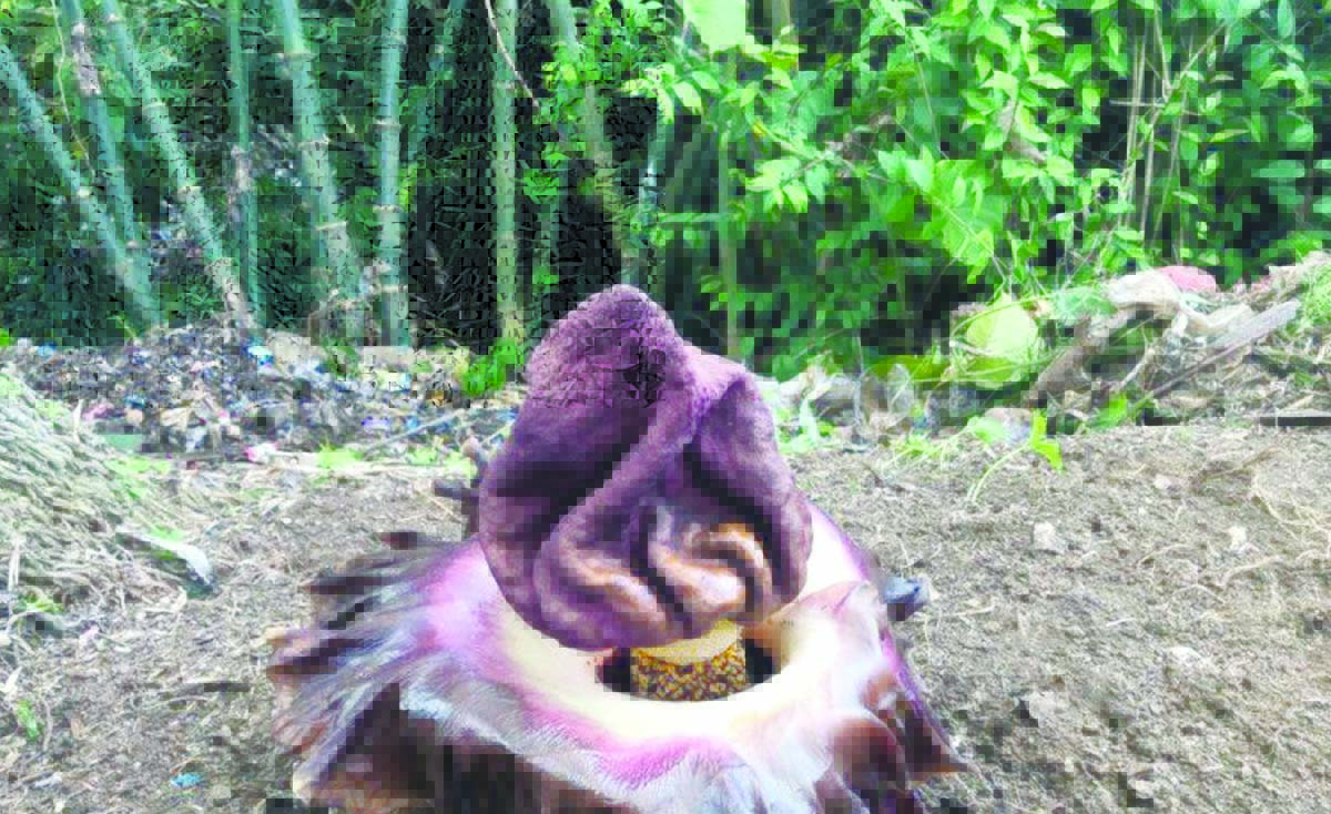bunga bangkai