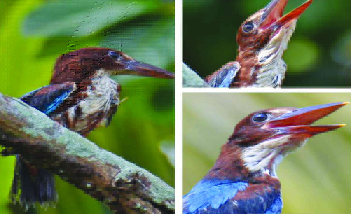 burung