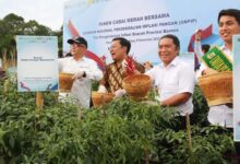 Penjabat Gubernur Banten Al Muktabar saar memanen cabai merah bersama dalam Gerakan Nasional Pengendalian Inflasi Pangan (GNPIP) yang dilaksanakan oleh Tim Pengendalian Inflasi Daerah (TPID) Provinsi Banten, Rabu (9/11/2022). Foto: Istimewa