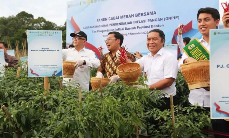 Penjabat Gubernur Banten Al Muktabar saar memanen cabai merah bersama dalam Gerakan Nasional Pengendalian Inflasi Pangan (GNPIP) yang dilaksanakan oleh Tim Pengendalian Inflasi Daerah (TPID) Provinsi Banten, Rabu (9/11/2022). Foto: Istimewa