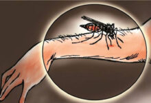 Nyamuk-Malaria