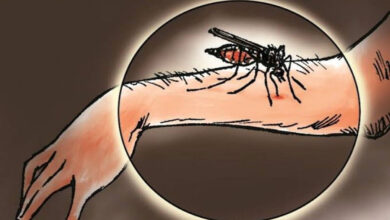Nyamuk-Malaria