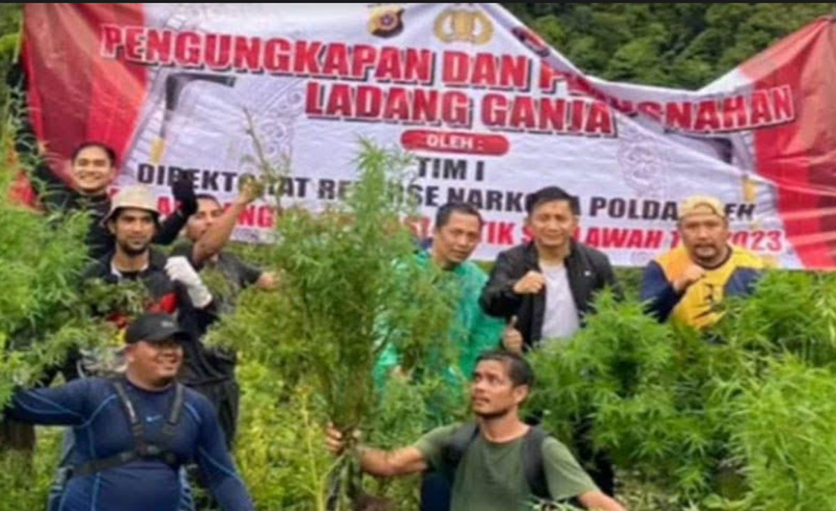 Pemusnahan-Ladang-ganja