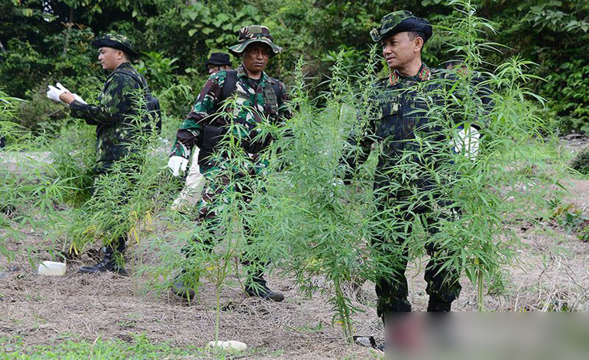 BNN Temukan 18 Ribu Batang Ganja Di Pegunungan Aceh Besar - Indoposco