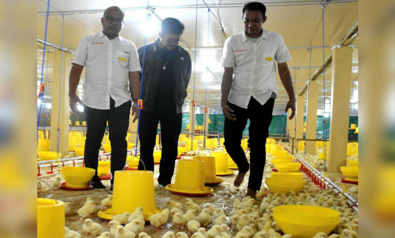 Cek-Peternakan-Ayam