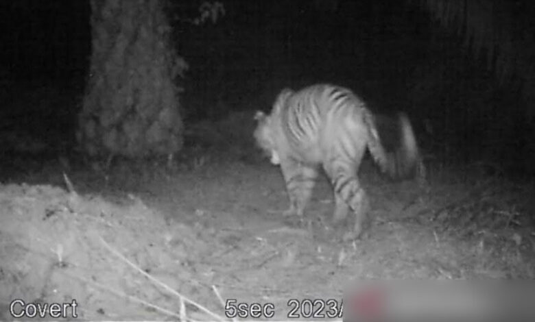 Harimau-Bengkulu