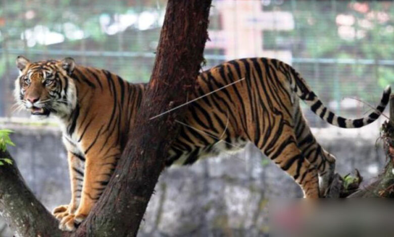 Harimau-Sumatera