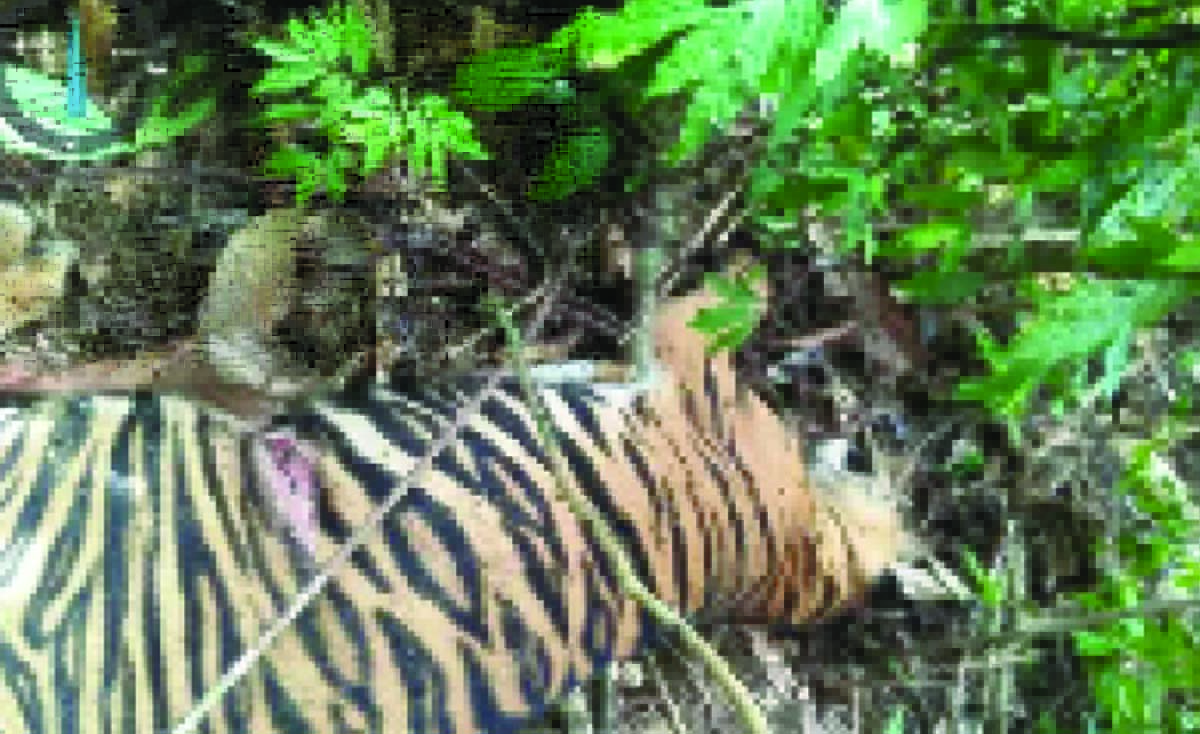 harimau