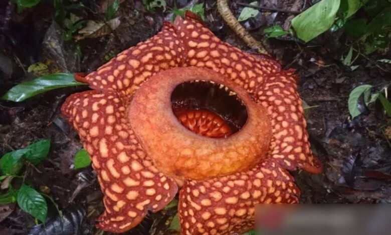 Bunga-Rafflesia