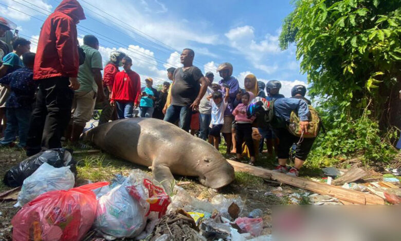 Bangkai-Dugong