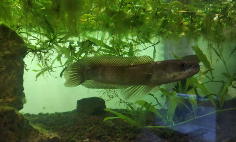 Ikan-Canna