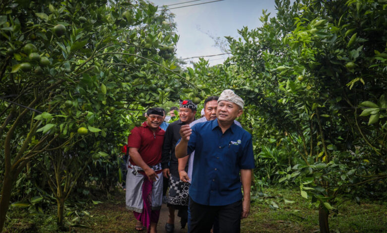 Menkop-buah