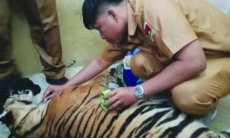 harimau